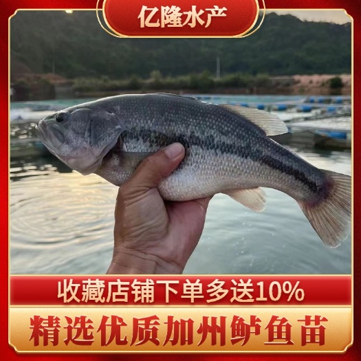 广州加州鲈鱼苗  优鲈3号鲈鱼苗，大口鲈鱼苗，已经驯化好吃饲料