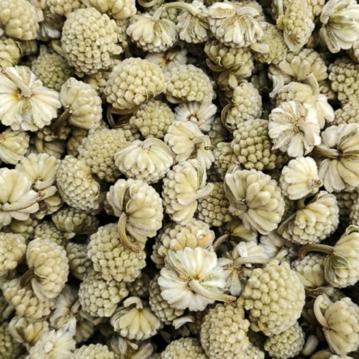 亳州绿萝花 干品 包邮  颜色绿 泡水 产地直销 量大从优