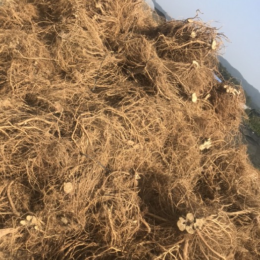 新丰县五指毛桃