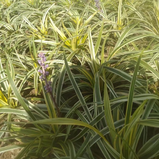 荔浦市金边麦冬小苗