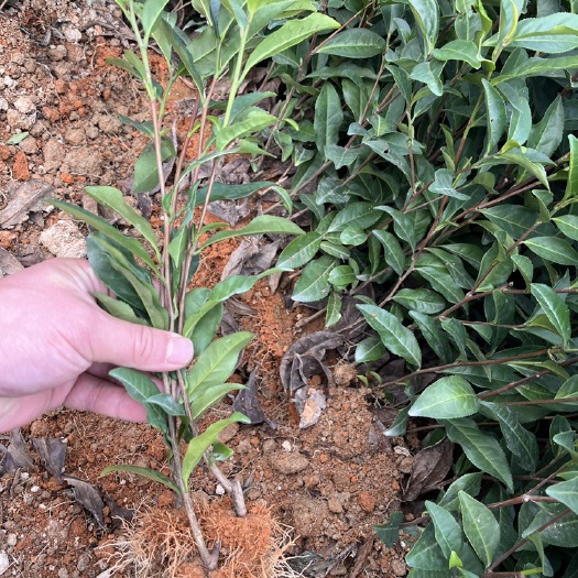 福鼎市福鼎白茶苗福鼎大毫苗华茶二号