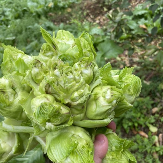 四川安岳的儿菜，还有160地，有点红丝。