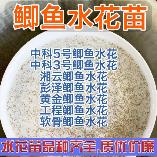 广州鲫鱼水花鱼苗 中科五号水花中科三号水花工程鲫水花苗 全国包邮