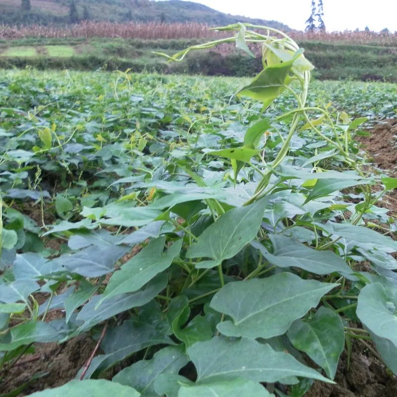 何首乌种苗批发合作种植回收何首乌