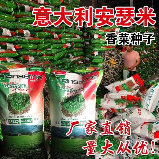 南昌意大利安瑟米香菜种子