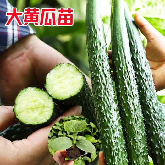 强磁黑油亮黄瓜苗无刺水果小黄瓜苗