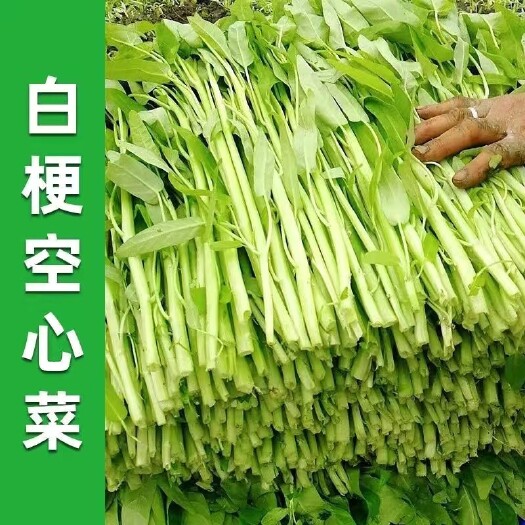 武汉丰产白梗空心菜种子小柳叶空心菜籽白根空心菜种子竹叶菜种子