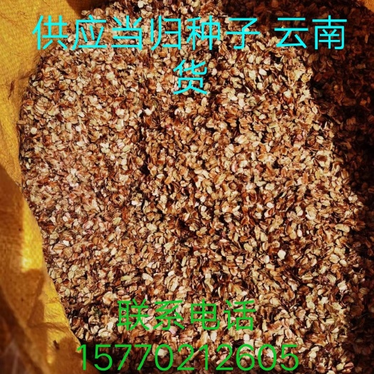 兰坪县当归种子 新籽