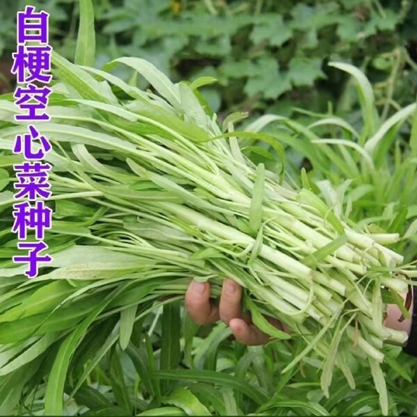 丰产白梗空心菜种子小柳叶空心菜籽白根空心菜种子竹叶菜种子