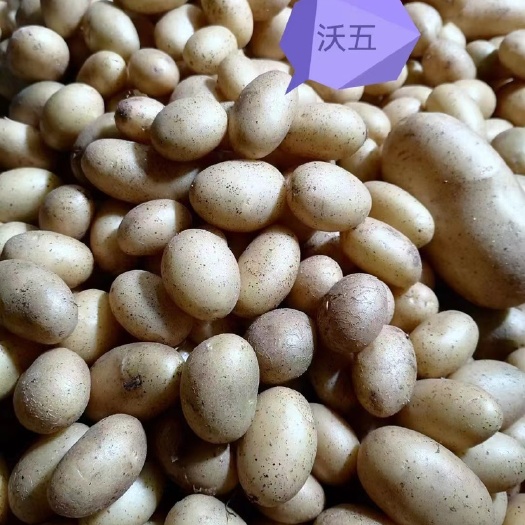 张北土豆，微型薯，圆圆种，沃土