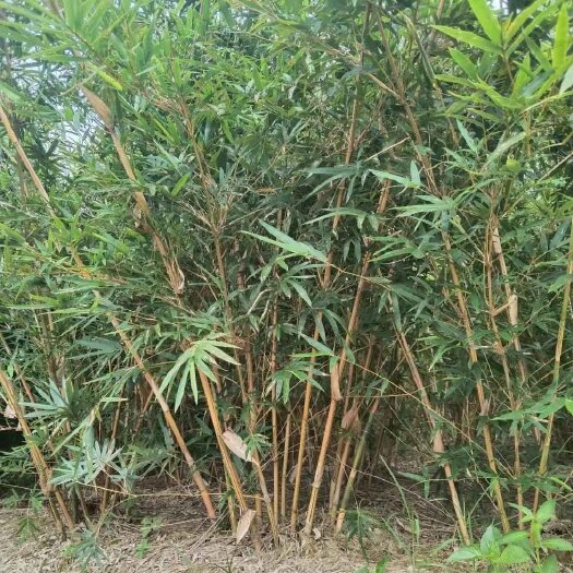 桂平市小琴丝竹  琴丝竹