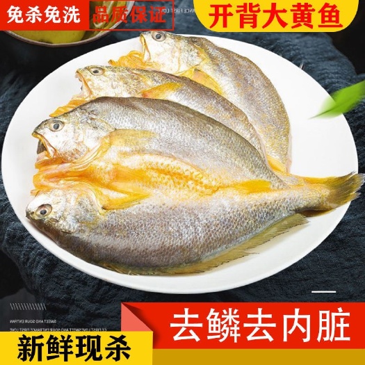 三去开背黄鱼免处理黄鱼鲞大黄花鱼开背调味免处理大黄鱼开背鲈鱼