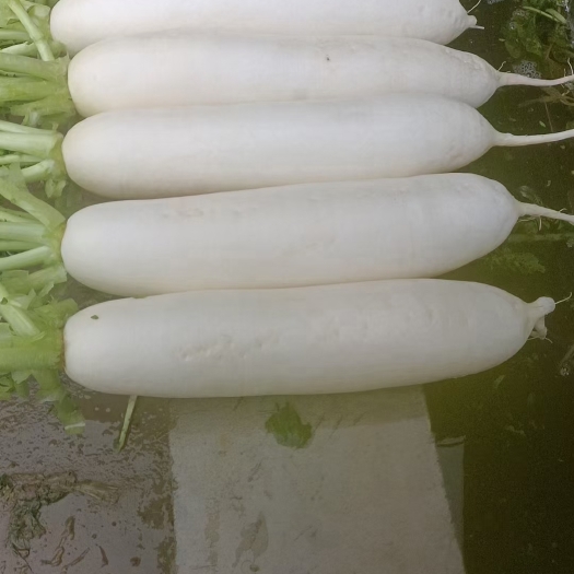 射洪市精品白萝卜大量上市，需要的联系