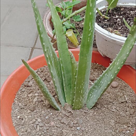 枣庄芦荟胶苗6年苗一颗
