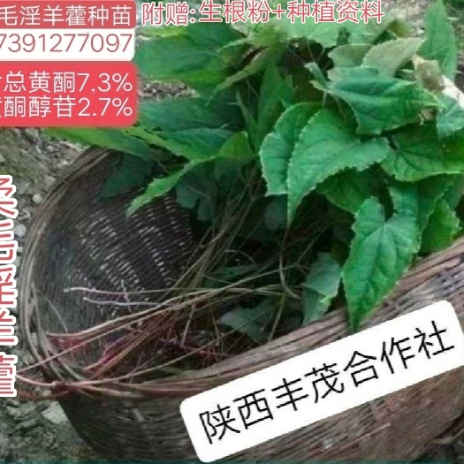宁强县高含量淫羊藿种苗