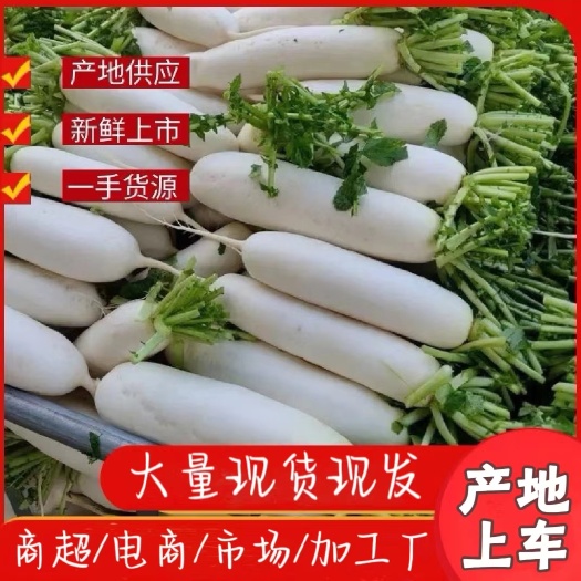 枝江市湖北高山白萝卜，产地直发，大量供应，水洗打包一条龙