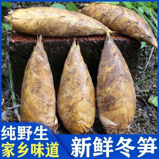 冬笋新鲜笋黄泥笋冬笋新鲜农家时令蔬菜毛竹笋。野生新鲜现挖包邮