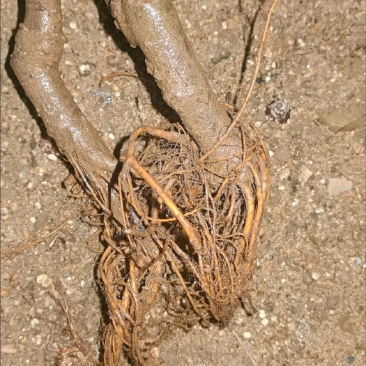 枣庄无花果苗包邮一颗五年苗