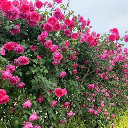 大游 行蔷薇花苗藤本月季庭院爬藤植物花卉阳台盆栽玫瑰苗四季开