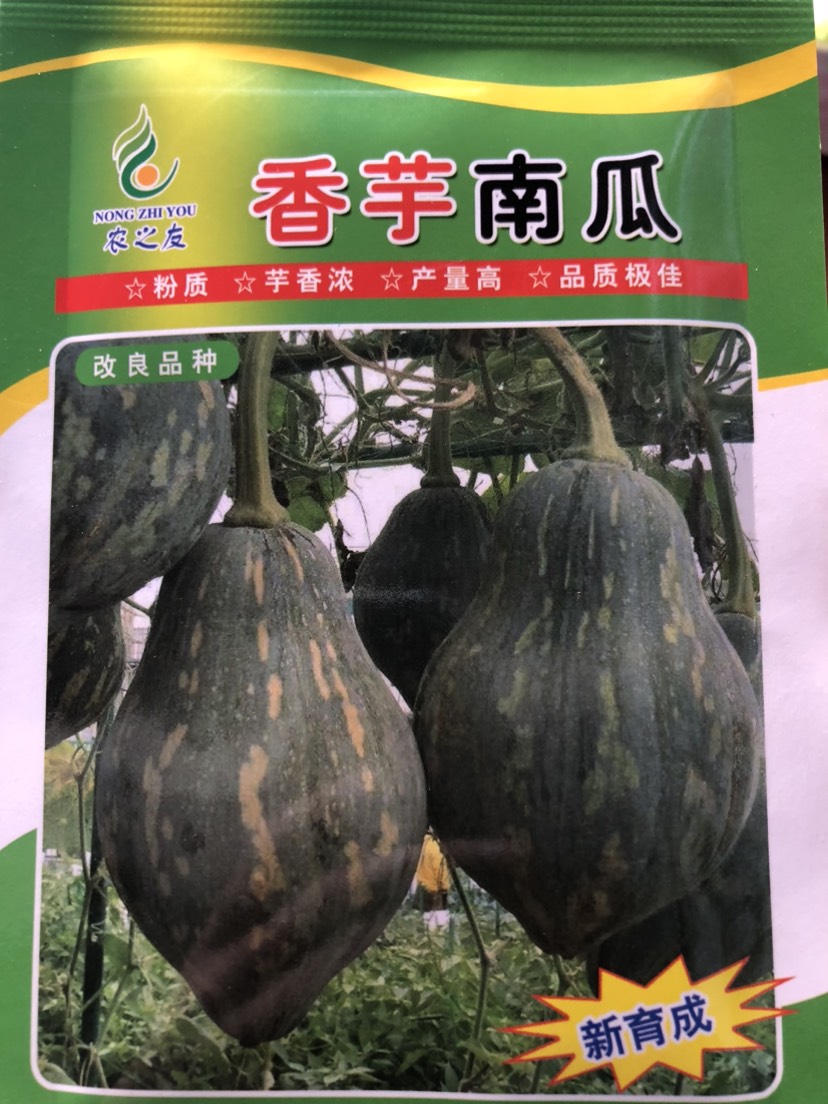 平远县杂交一代香芋南瓜种子 香味浓 产量好 抗病 瓜形好 结瓜多