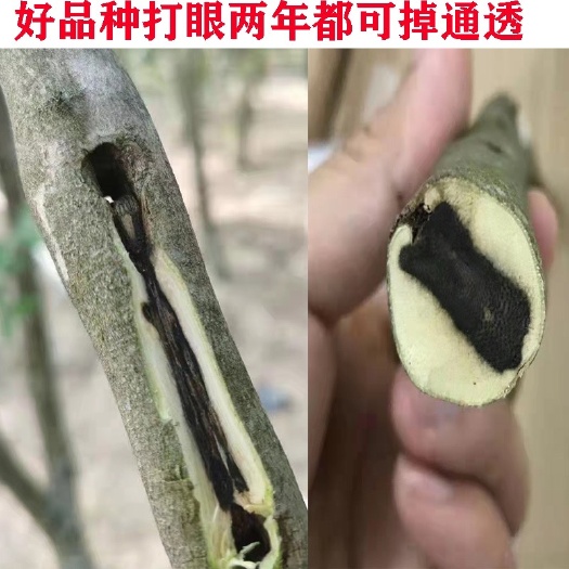 茂名沉香棋楠苗奇楠木嫁接￼小苗《1000棵起包邮