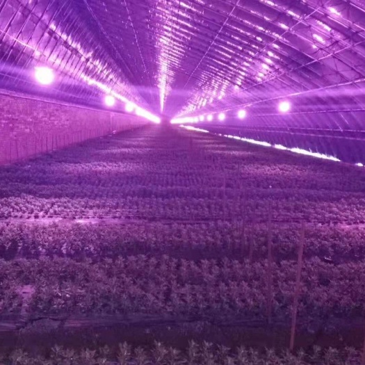 北京大棚温室补光灯