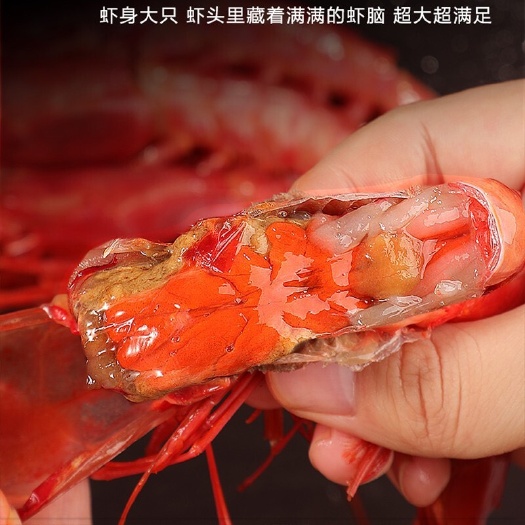 北海红魔虾，鲜活刺身，超大甜虾