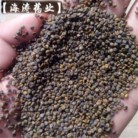 鄄城县【沙苑子】产地陕西，实物拍摄一手货源大货供应规格齐全量大优惠
