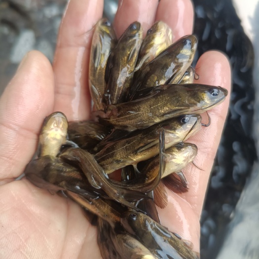 南宁黄骨鱼苗，黄辣丁淡水冷水小鱼苗耐养鱼塘养殖易活，鱼塘直销