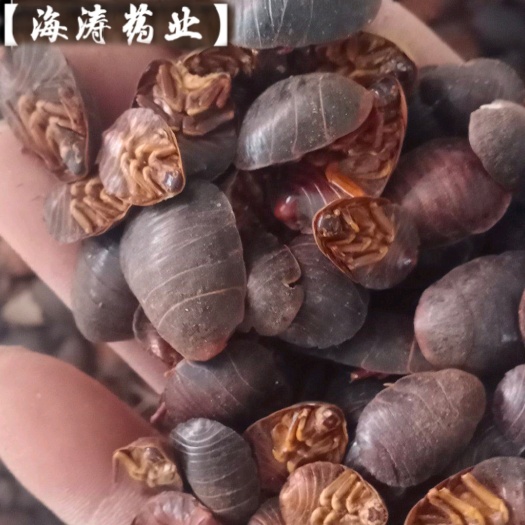 鄄城县【土元】产地河南.一手货源大货供应.规格齐全量大优惠