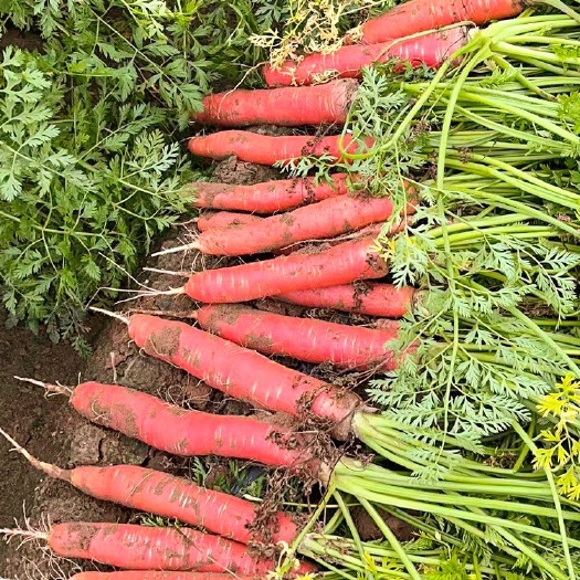 大荔县沙地水果红萝卜红皮红心新鲜脆甜沙窝生吃即食胡萝卜蔬菜带泥量大