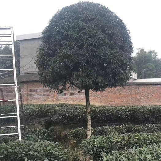 雅安12公分桂花
