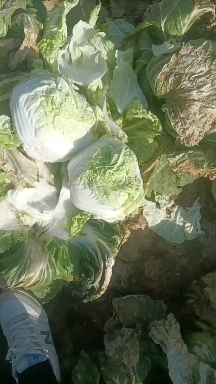 白菜，冷库货，保质保量，实地考察，线上保障交易