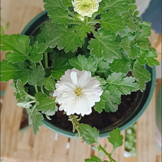 枣庄菊花苗包邮2颗