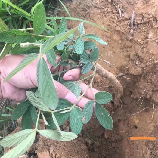 大姚县云南产地直发千斤拔，大量有货，欢迎咨询