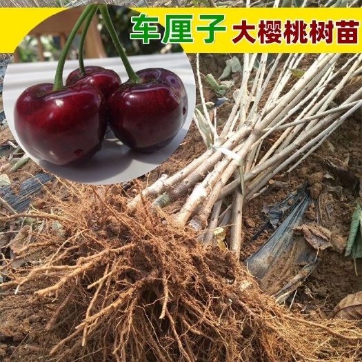 沭阳县出售樱桃车厘子树苗红灯。美早樱桃果树苗