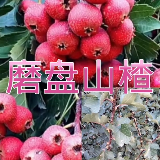 营口磨盘山楂苗