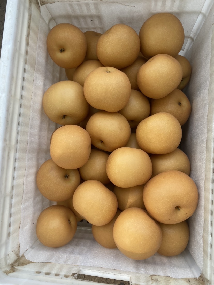 秋月梨丰水梨产地直供，专业代收代发各大平台供应链商超