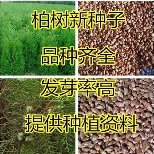 杭州柏树种子塔柏种子中松柏种子桧柏种子洒金柏 侧柏 松树圆柏