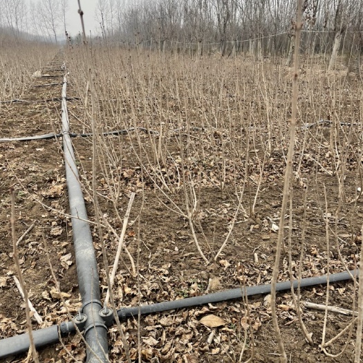 沭阳县沭阳苗木基地批发紫丁香小苗 分枝多质量好