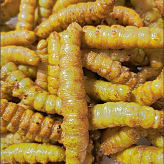 枣庄豆虫包邮冷冻一斤
