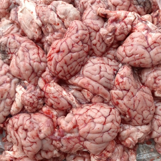 羊脑 鲜冻羊脑 不散不碎 板冻、盒脑、对脑 葱油羊脑