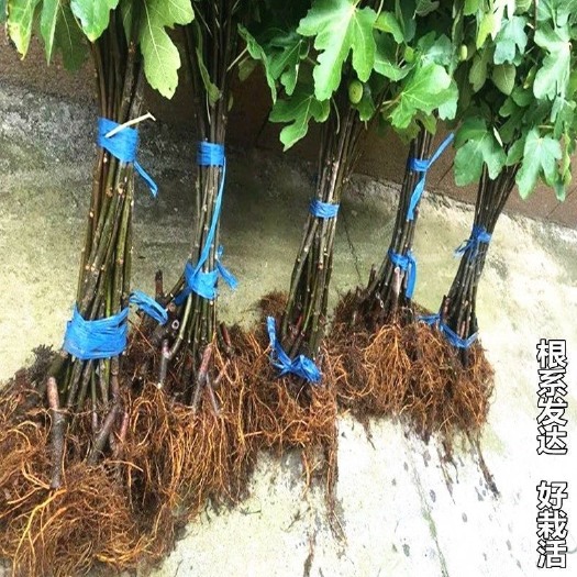 沭阳县无花果苗树苗盆栽地栽波姬红布兰瑞克庭院阳台南北方种植当年结果