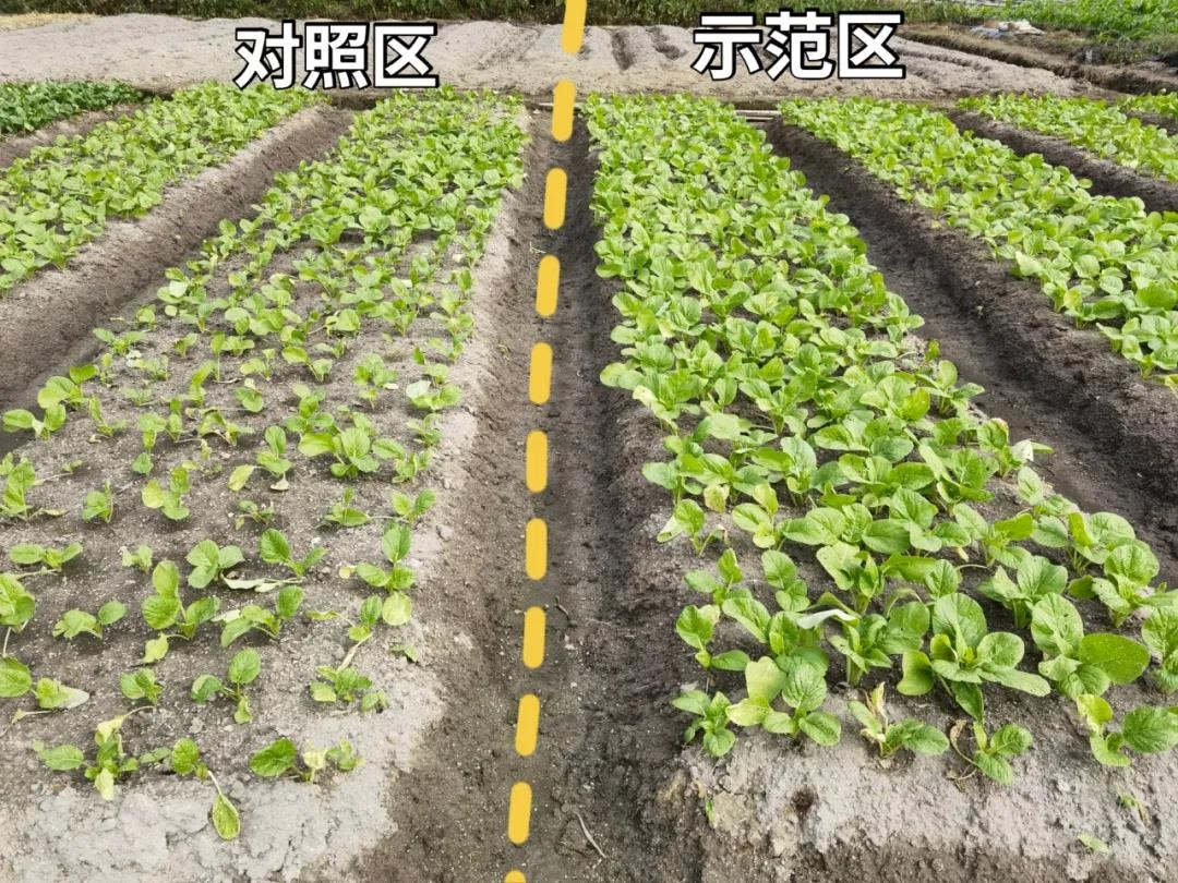 田田榜 硝钠胺鲜酯 复硝酚钠胺鲜脂番茄植物生长调节剂农药1