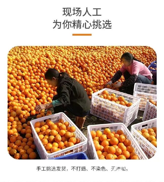 【彩箱】 江西赣南脐橙3/5/9斤装新鲜甜橙