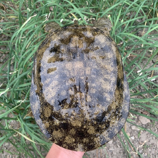 外塘仿黑花老甲鱼高品质中华老鳖王八黄油水鱼鲜活到家现货挑选