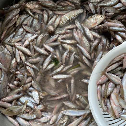 上海野生饲料小鱼