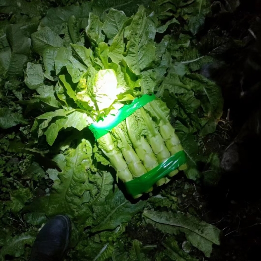 旺苍县批发，红尖莴笋，白萝卜，包菜，白菜