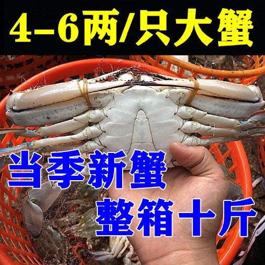 梭子蟹鲜活速冻公蟹蟹飞蟹白蟹海蟹公蟹母蟹螃蟹