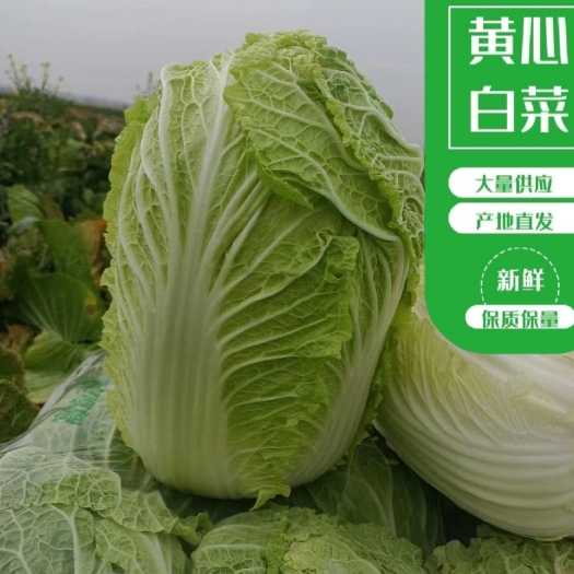 湖北大白菜黄心大白菜无虫眼包得紧大小合适各种包装走车提前订货